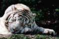 /album/galerie-photos/tigre-blanc-gif/
